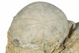 Cretaceous Echinoid (Anorthopygus) Fossil - Texas #287318-1